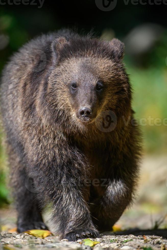 Baby cub wild Brown Bear in the autumn forest. Animal in natural habitat photo