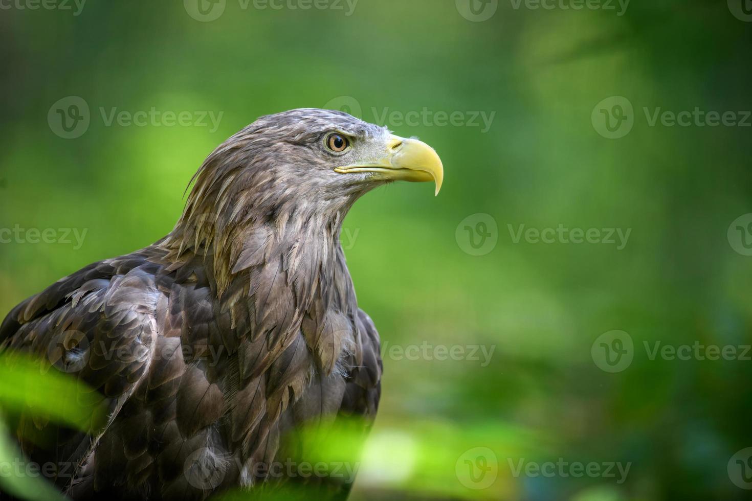 Portrait white-tailed eagle. Danger animal in nature habitat photo