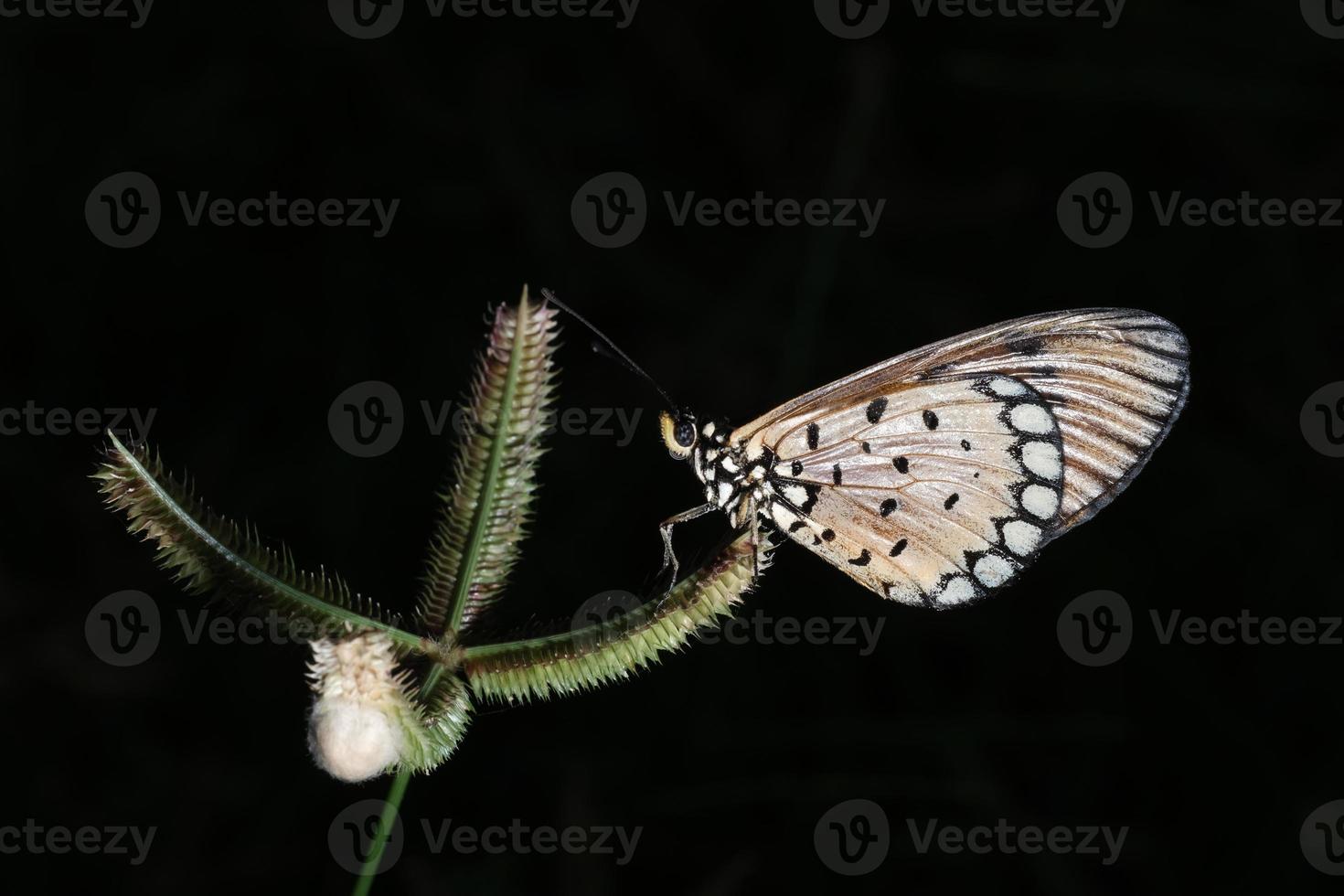 butterfly on a branch photo