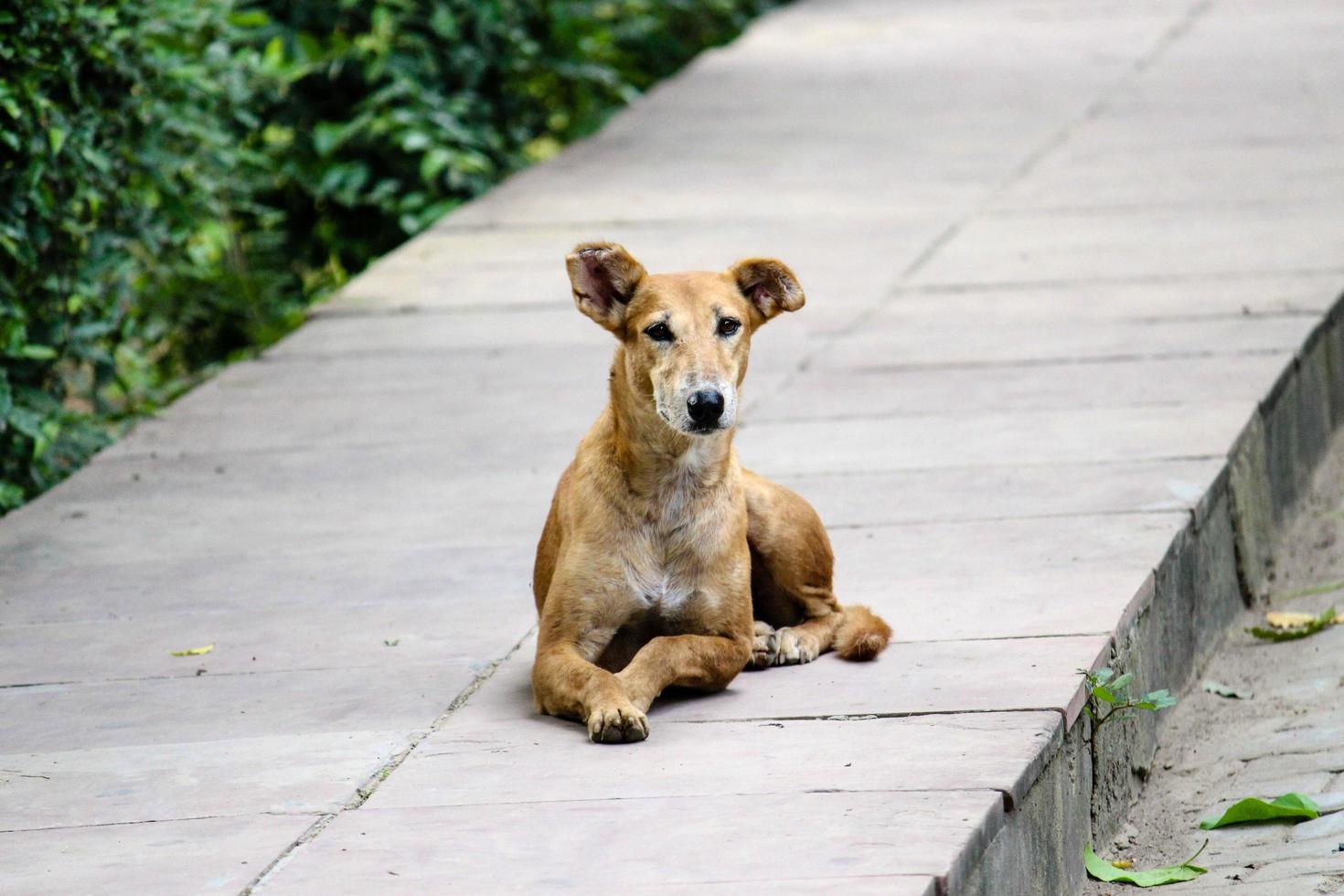 Stray, Dog, Footpath, Animal, Nature photo