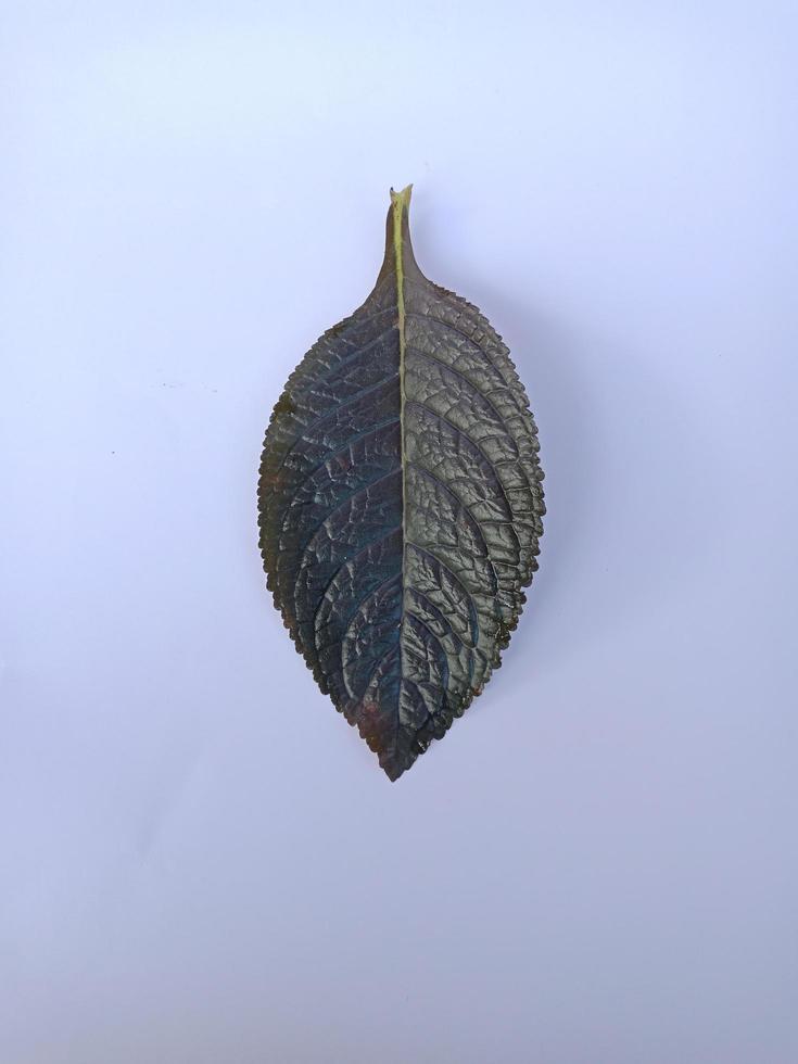 Leaf isolated on white background photo