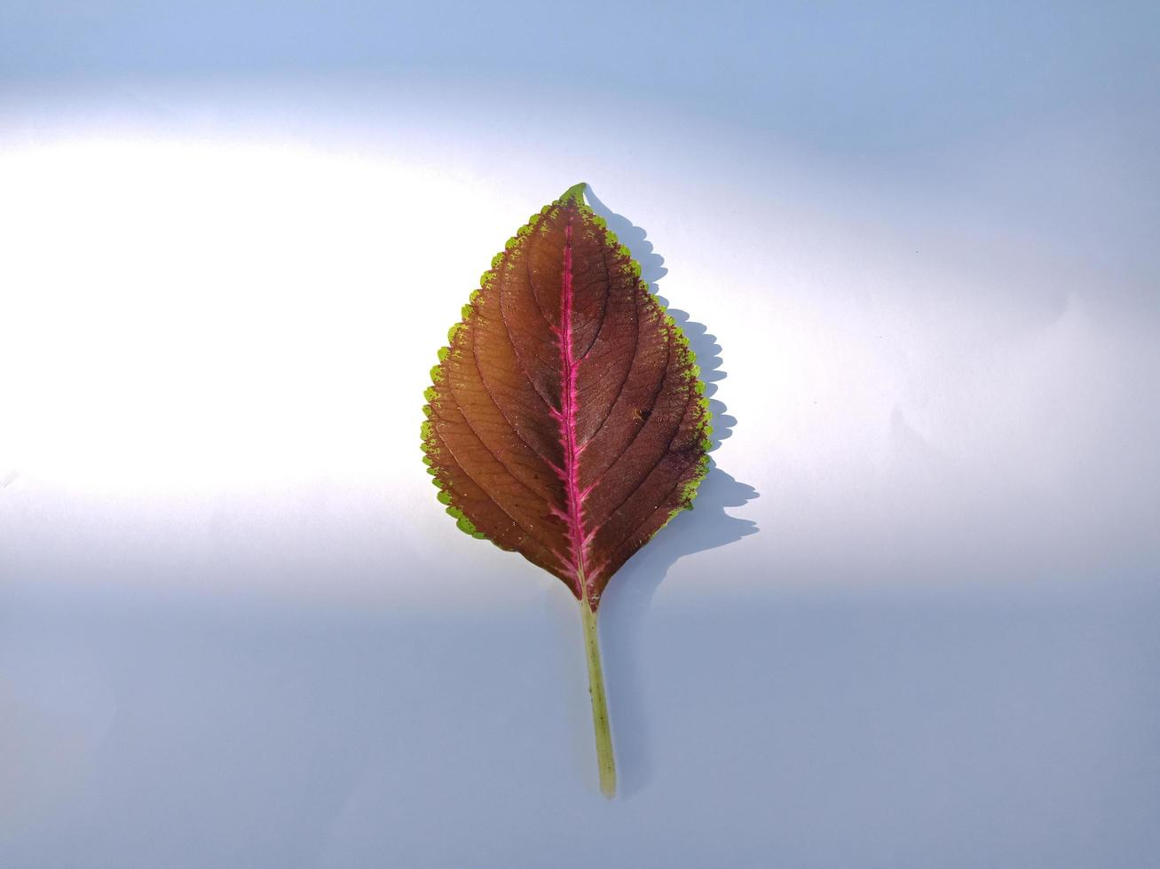 A beautiful leaf isolated on white background photo