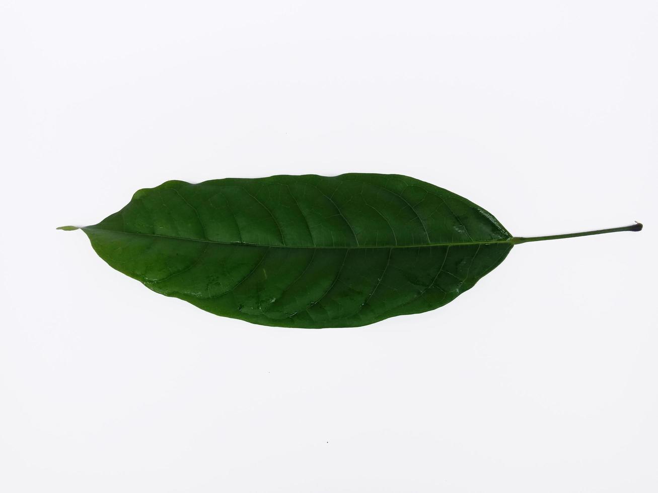a leaf isolated on white background, it is called Hantap in Indonesia, it can be made as natural medicine to treat heartburn photo