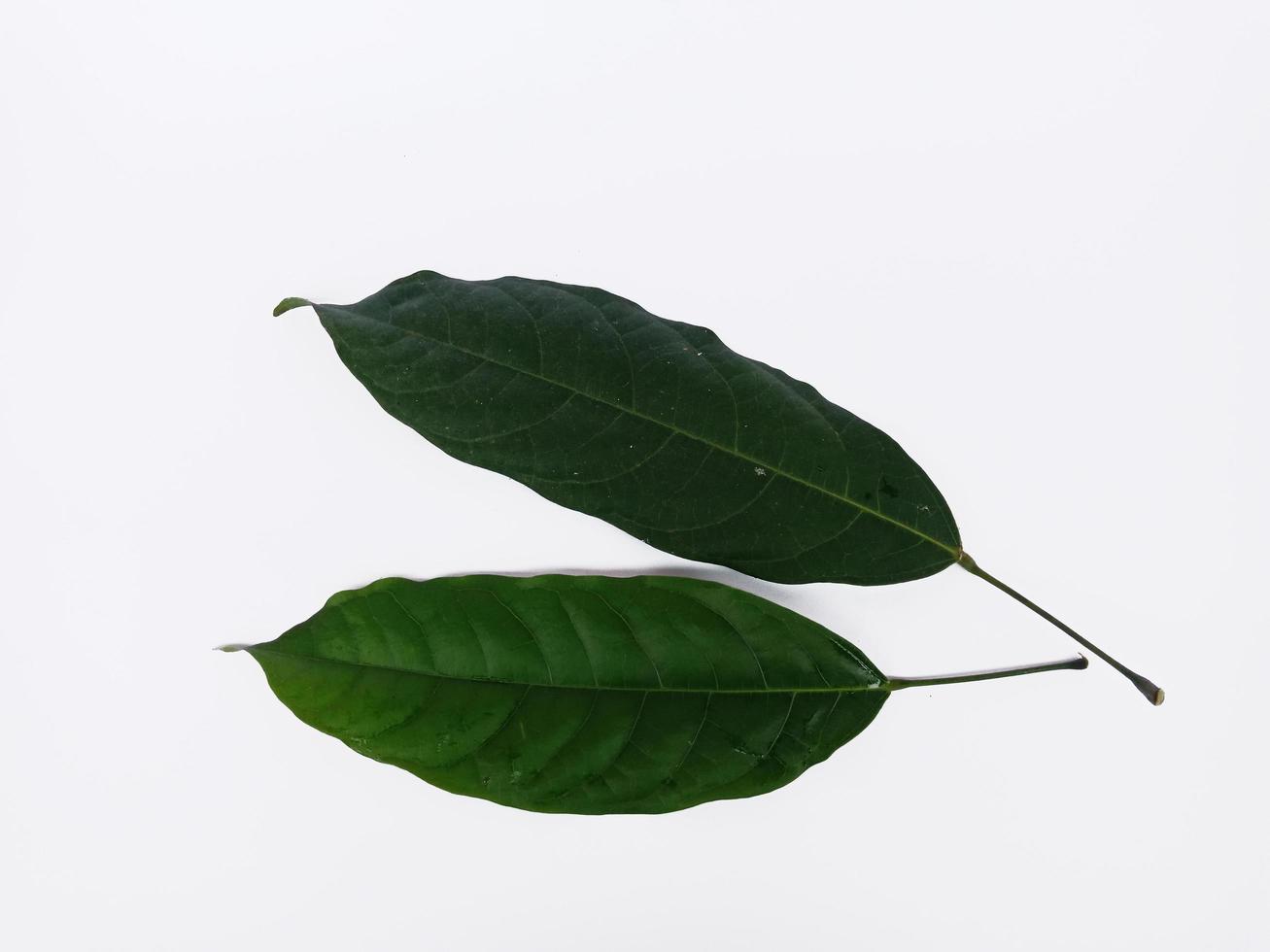 algunas hojas aisladas sobre fondo blanco, su nombre es hantap en indonesia foto