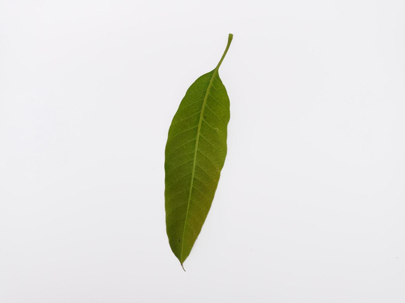 Top view landscape young mango leaf isolated on white background photo