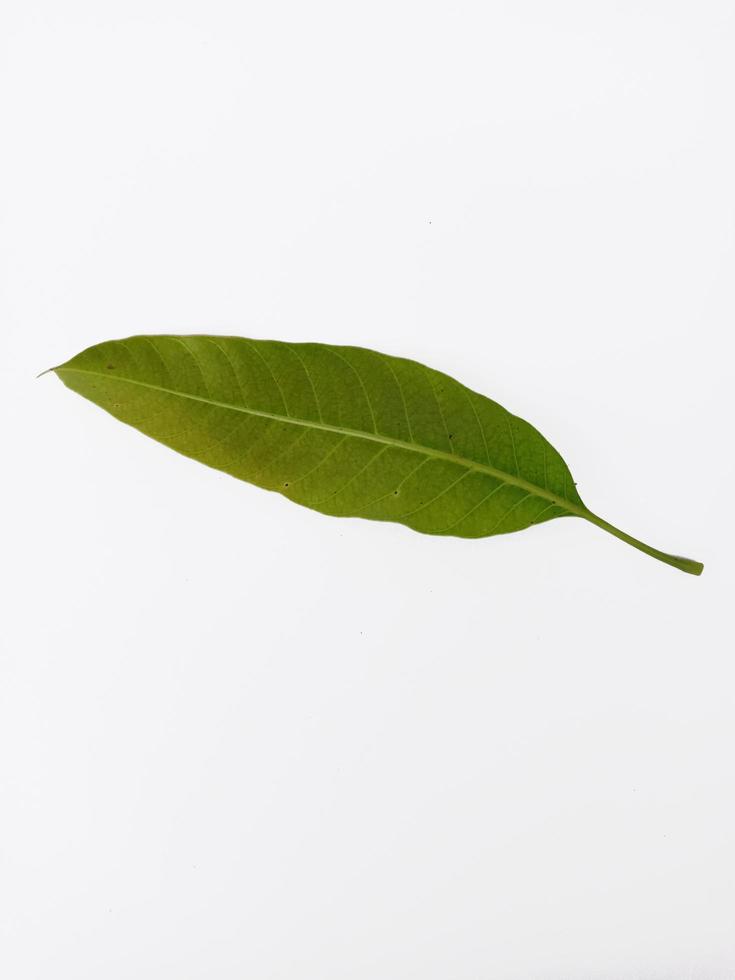 Top view portrait young mango leaf isolated on white background photo