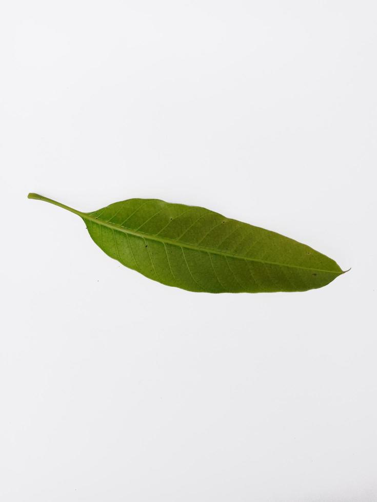 Top view portrait young mango leaf isolated on white background photo