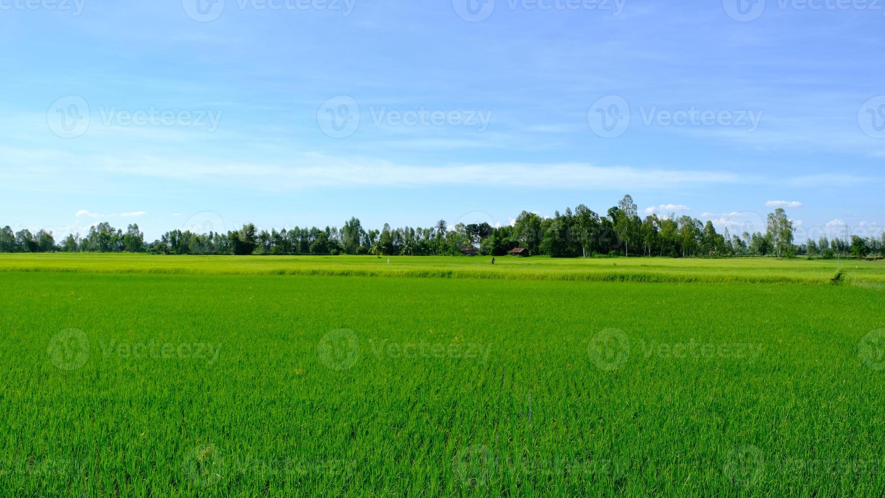 The edge of the field has a small forest of trees. photo