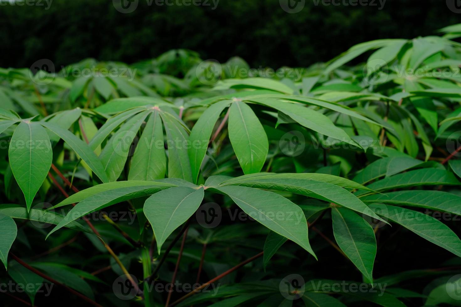 green leaves in the rain photo