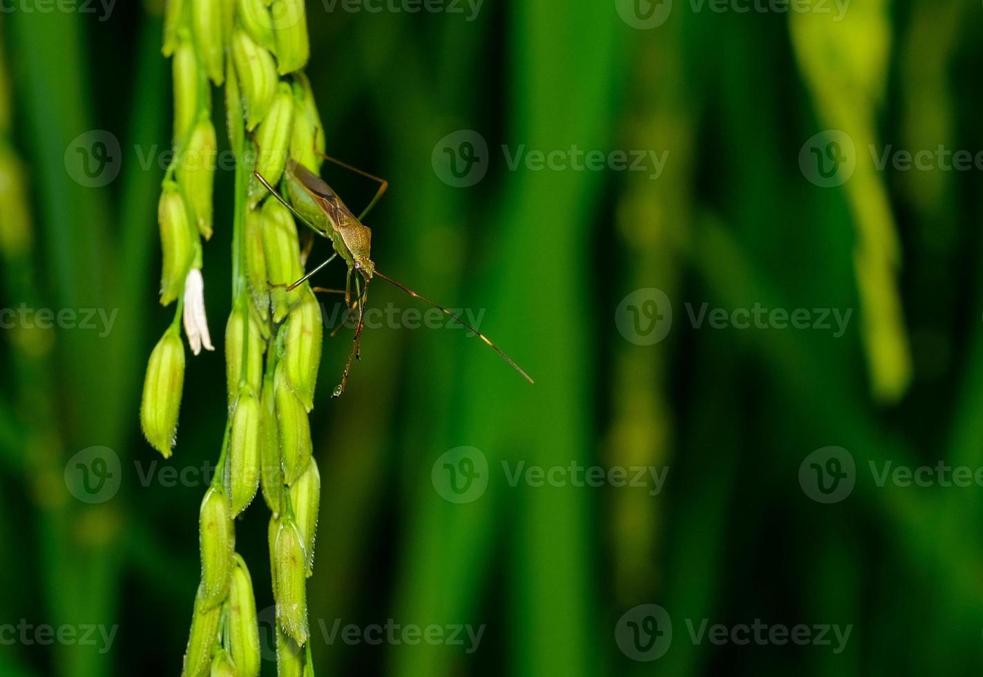 bunch of asparagus photo