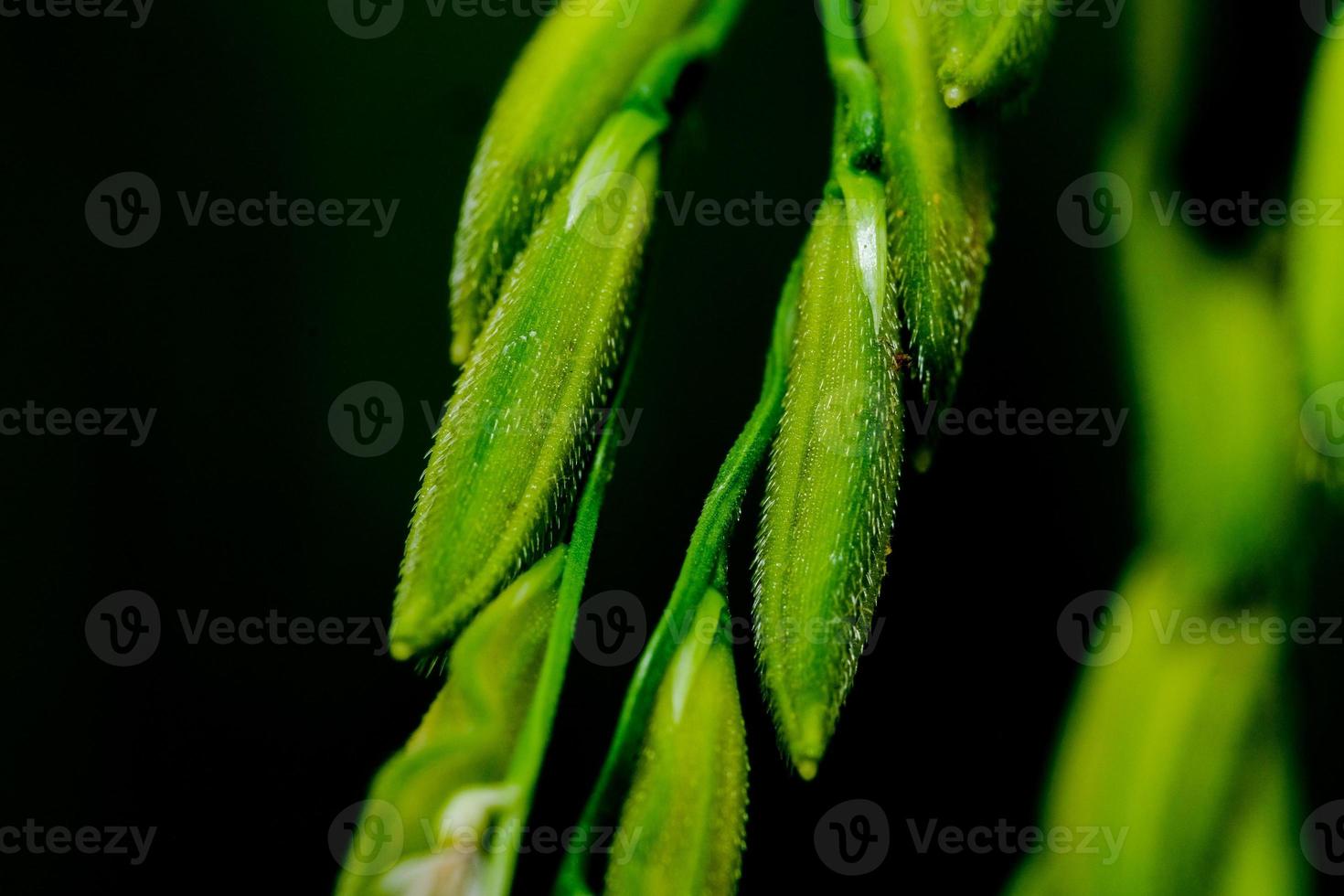 bunch of asparagus photo