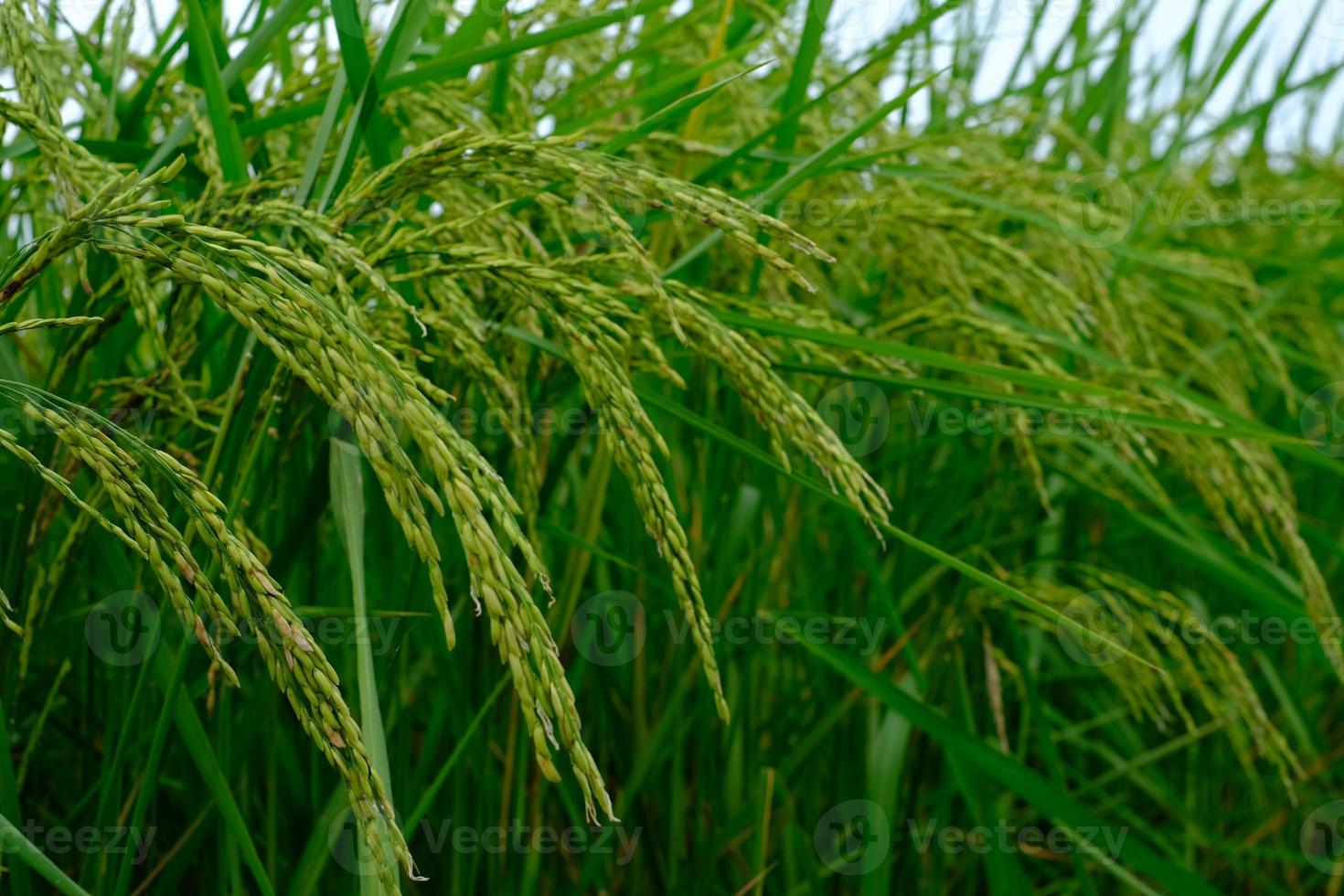 The ears of rice were upright with the wind in the summer photo