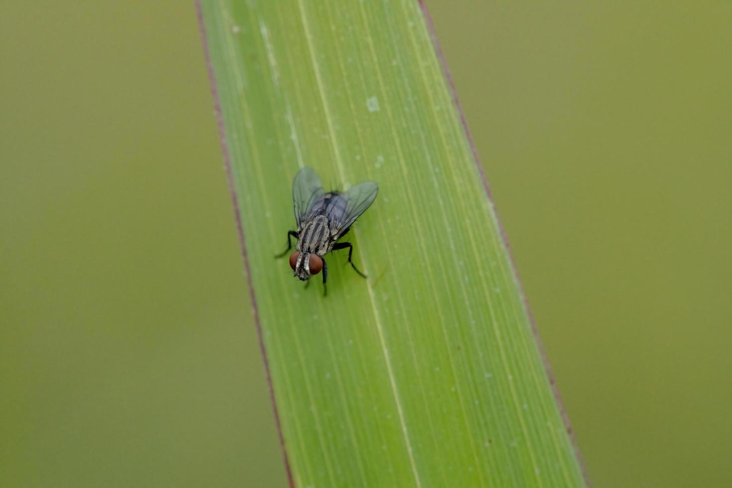 mosca de la carne adulta foto