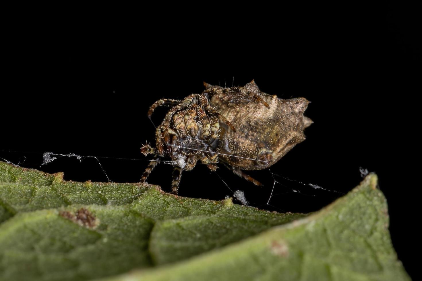 Typical Orbweaver in macro view photo