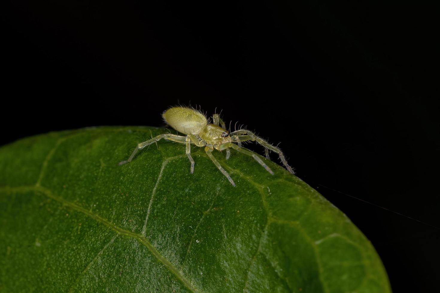 pequeña araña fantasma verde foto
