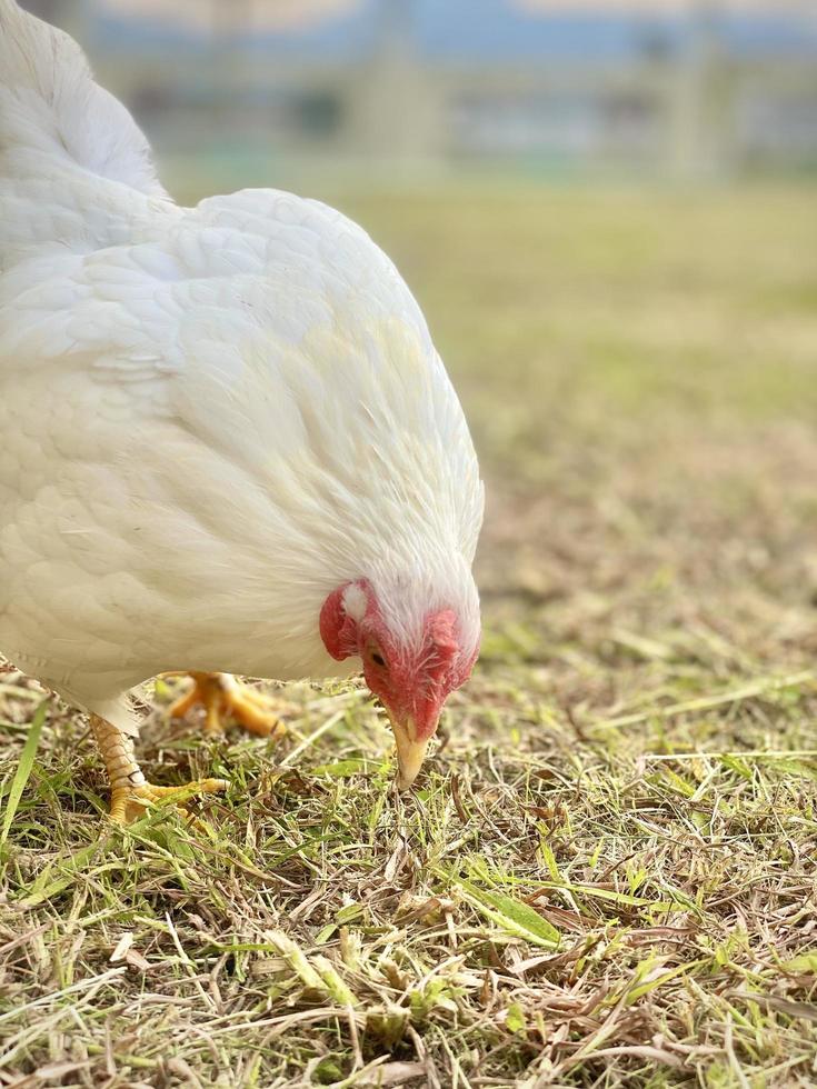 gallina en el campo foto