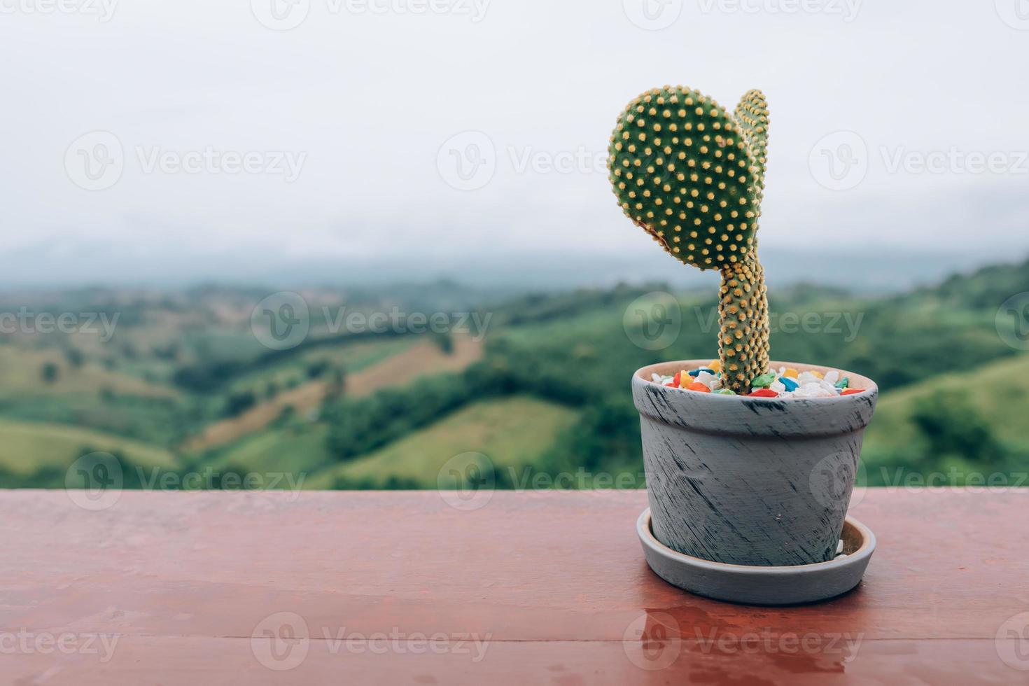 Cactus en macetas de barro marrón sobre fondo de mesa de madera montaña borrosa foto