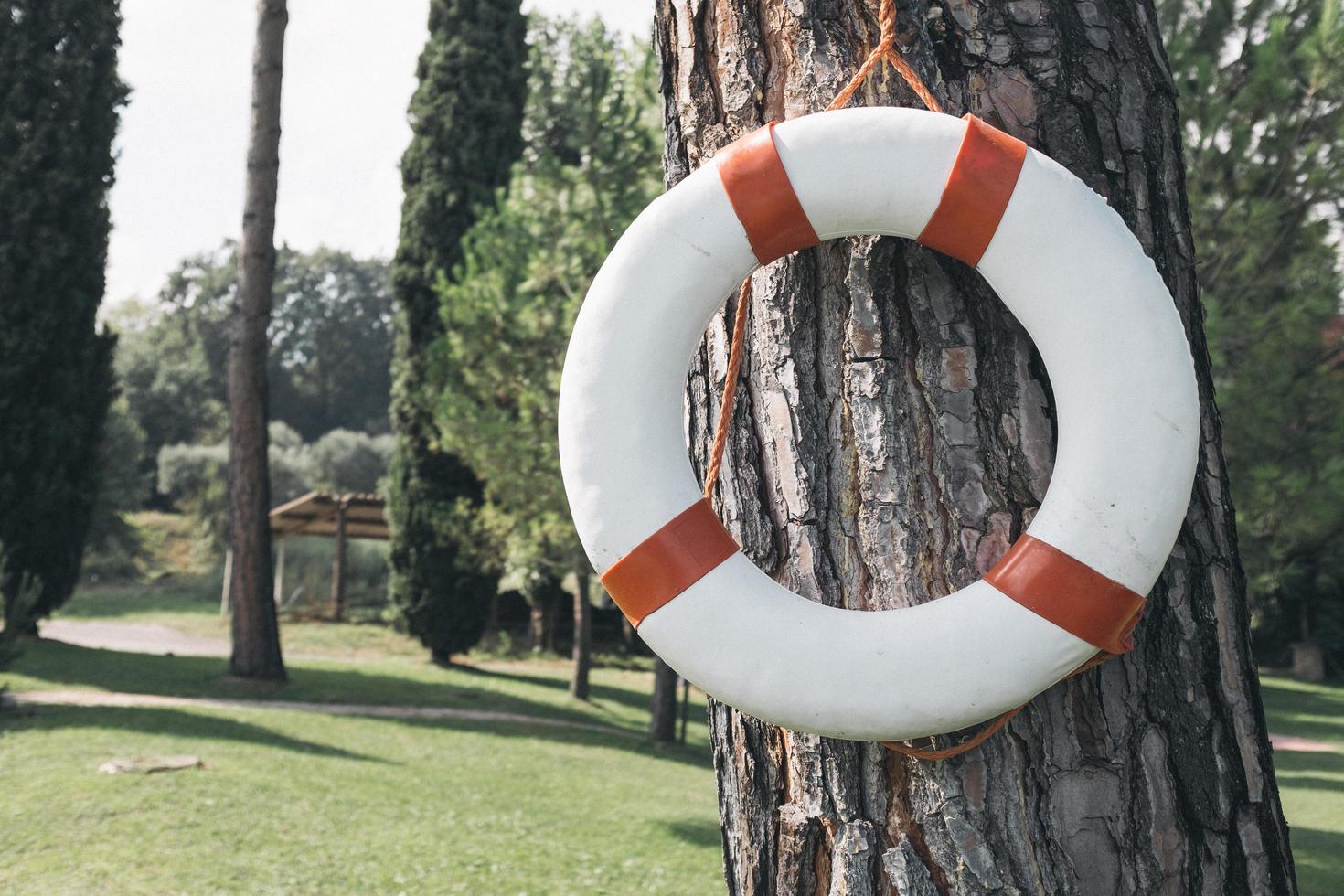 aro salvavidas en un árbol en italia foto