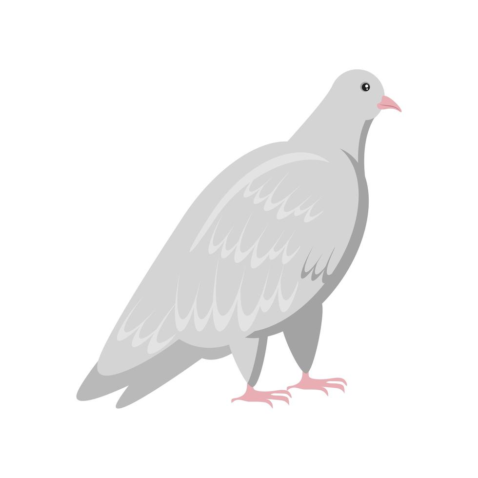 dove animal icon vector