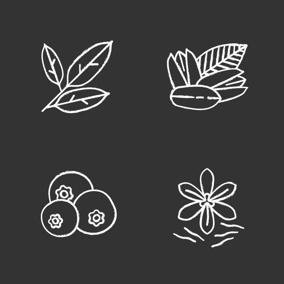 Conjunto de iconos de tiza de especias. hojas de laurel, pistacho, pimienta de Jamaica, azafrán. ilustraciones de pizarra vector aislado