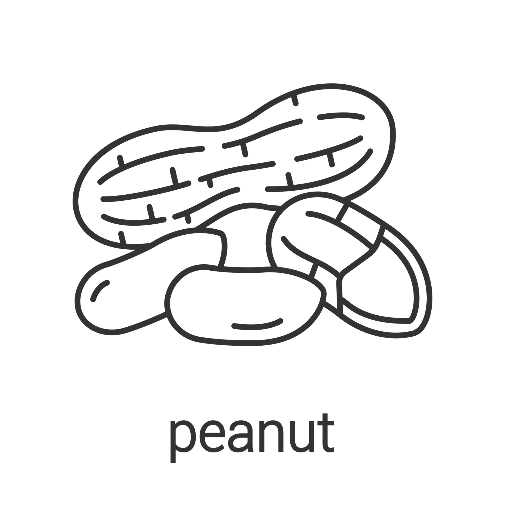 Peanuts linear icon. Thin line illustration. Contour symbol. Vector