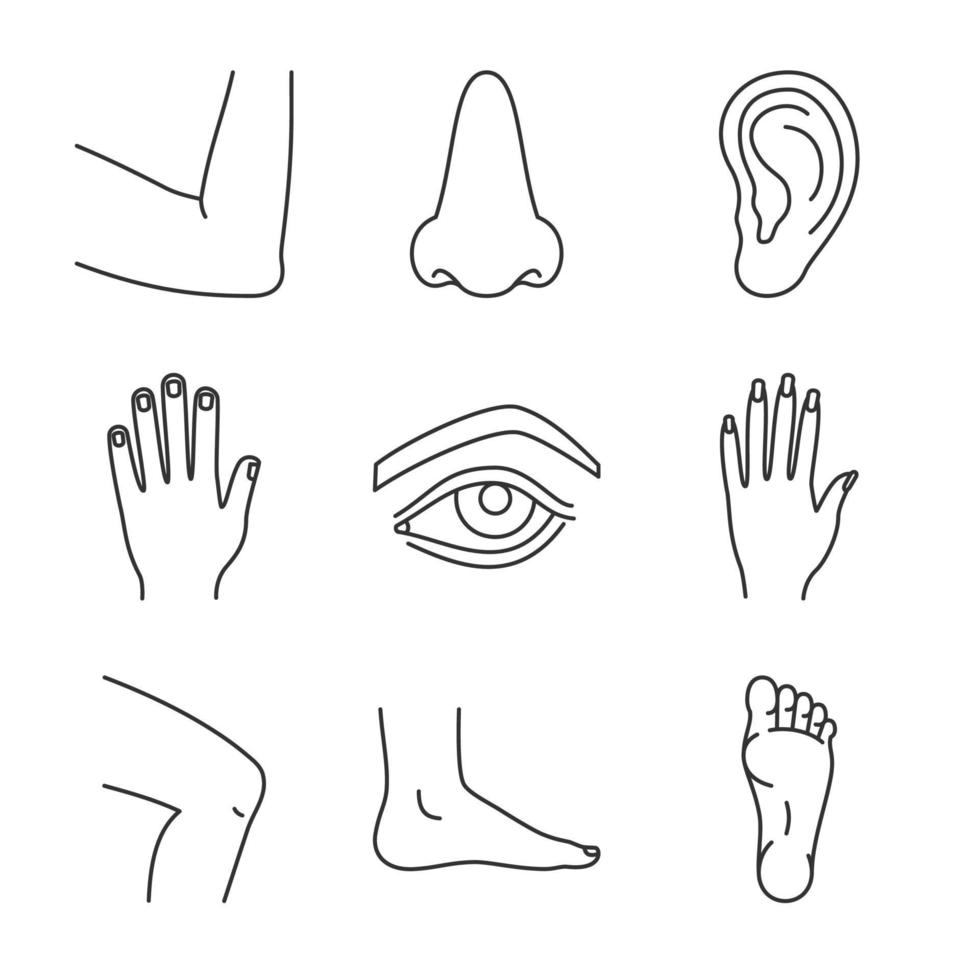 Conjunto de iconos lineales de partes del cuerpo humano. manos masculinas y femeninas, nariz, ojos, pies, orejas, codo, rodilla. símbolos de contorno de línea fina. ilustraciones de contorno vectorial aislado vector
