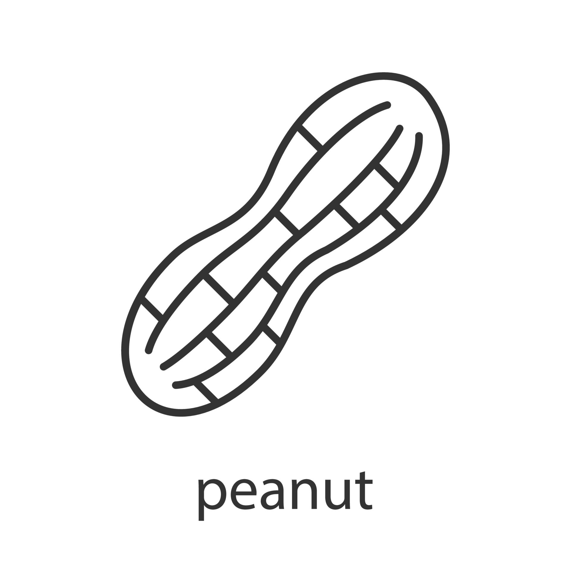Peanut linear icon. Thin line illustration. Contour symbol. Vector