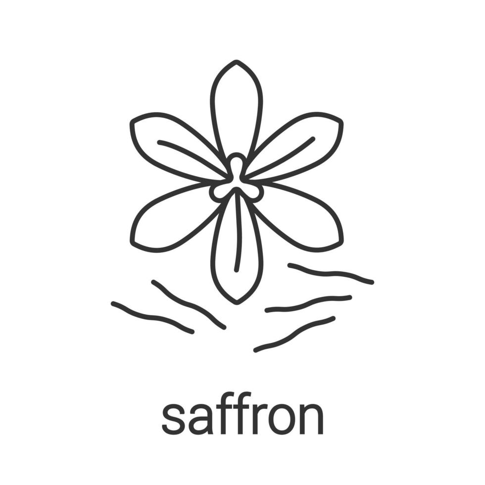 Saffron linear icon. Thin line illustration. Crocus. Contour symbol. Vector isolated outline drawing