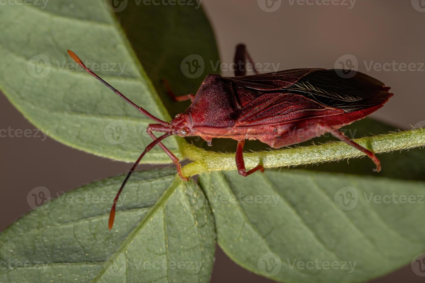 Adult Leaf-footed Bug photo