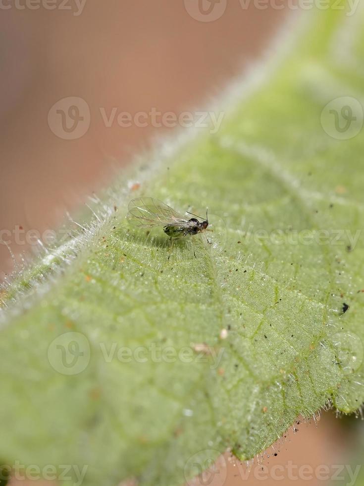 Winged Adult Aphid photo