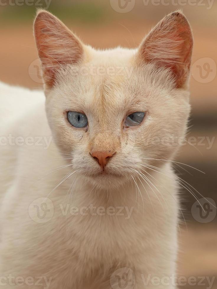 gato callejero abandonado foto