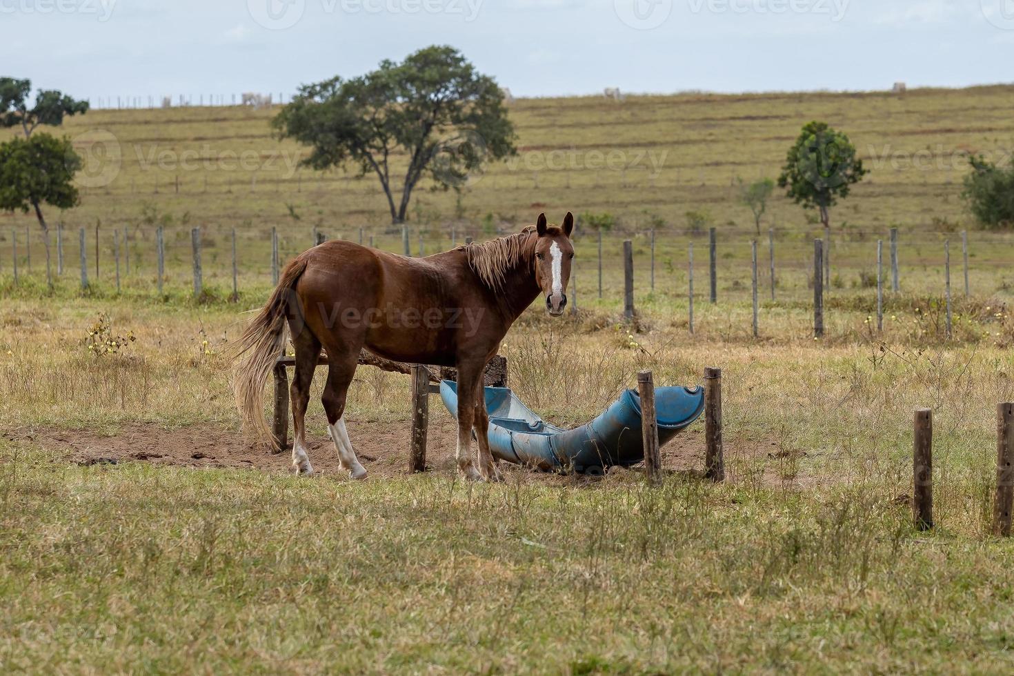 Horse in a Brazilian farm photo