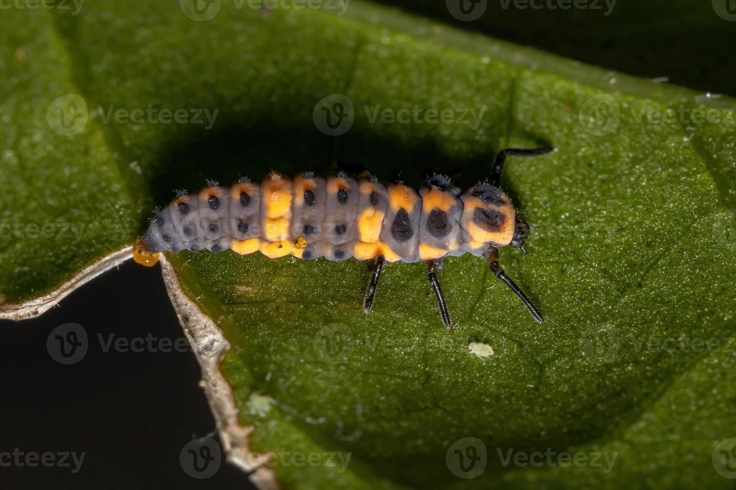 larvas de escarabajo impecables foto