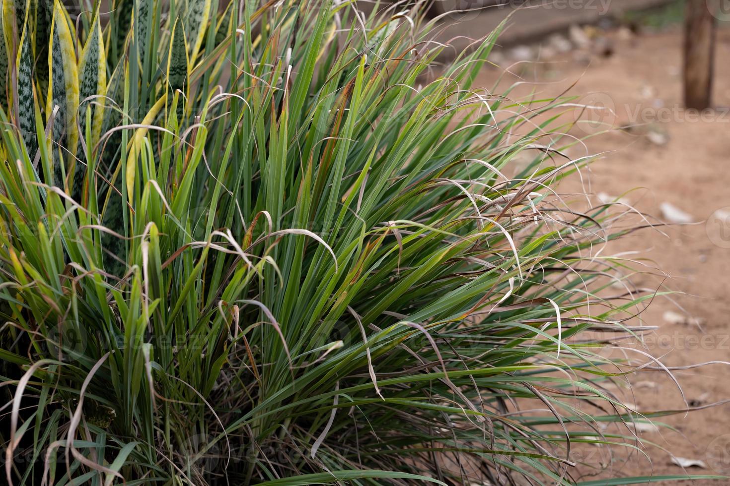 Lemon Grass plant photo