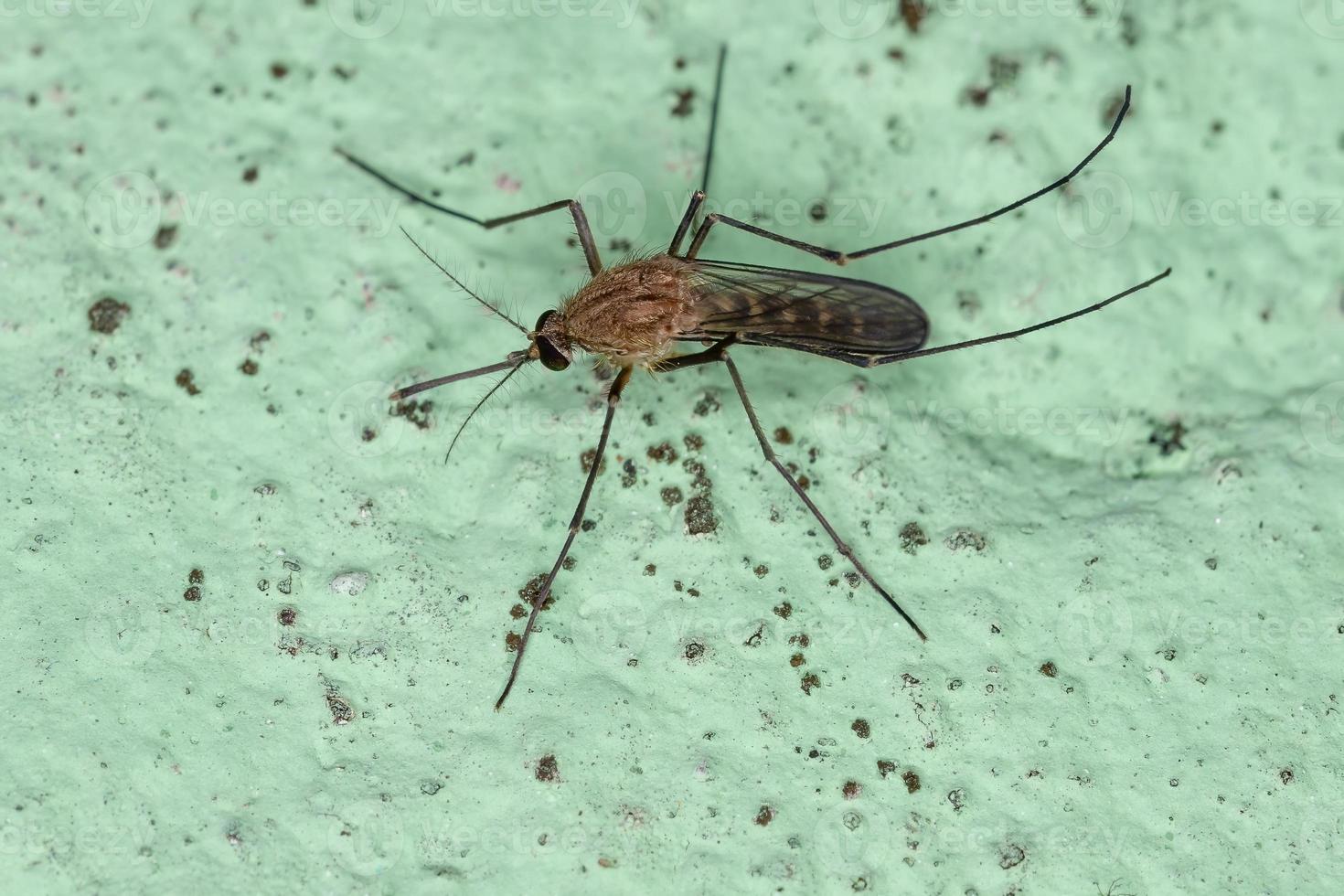 Adult Culicine Mosquito photo