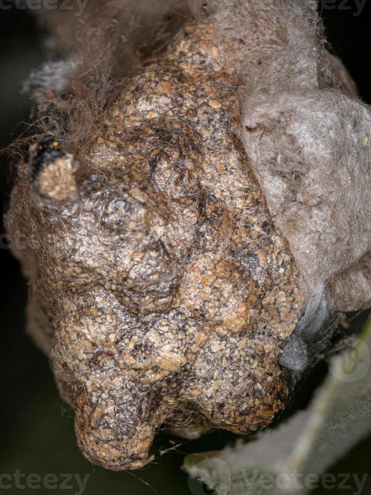 Paper wasp nest photo