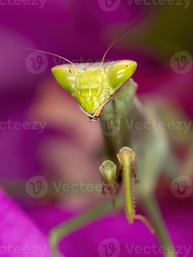 Mantis hembra adulta del género oxyopsis sobre una flor rosa foto