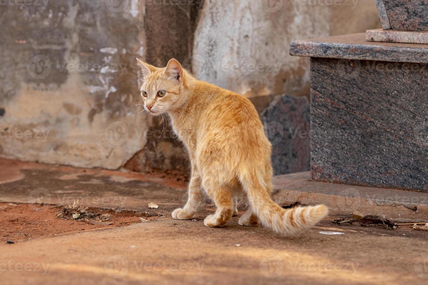 cara de gato doméstico foto