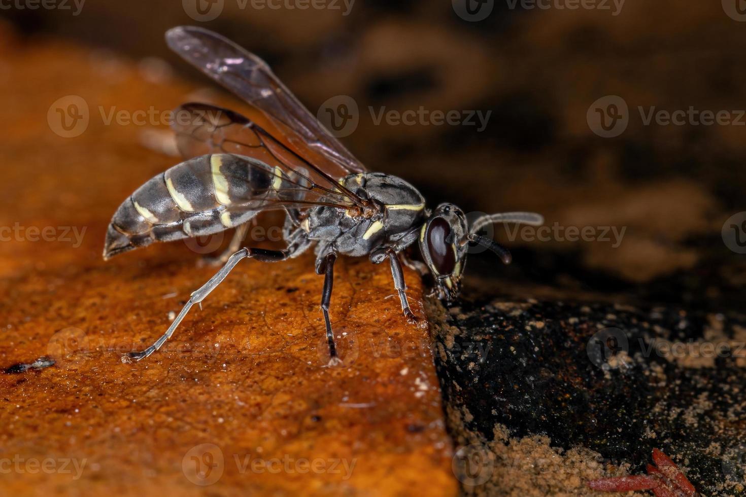 Adult Long-waisted Honey Wasp photo