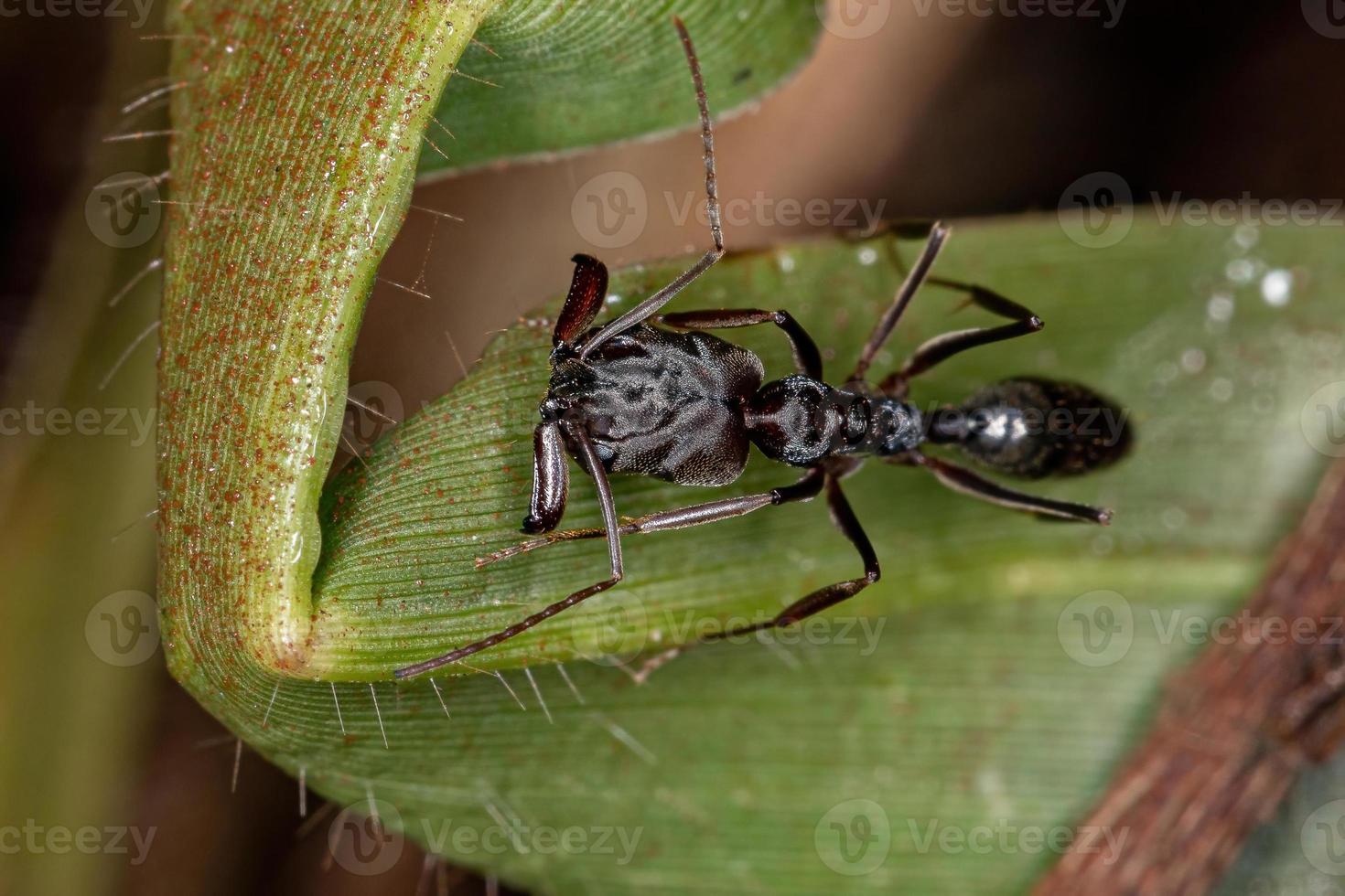 Adult Trap-jaw Ant photo