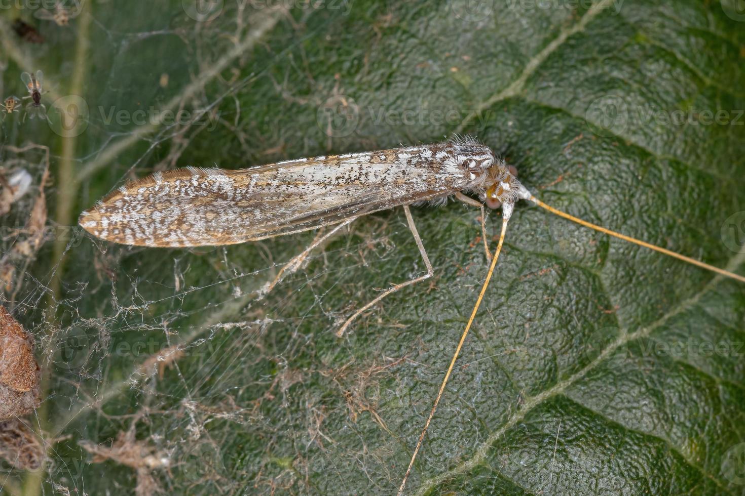 Adult Caddisfly Insect photo