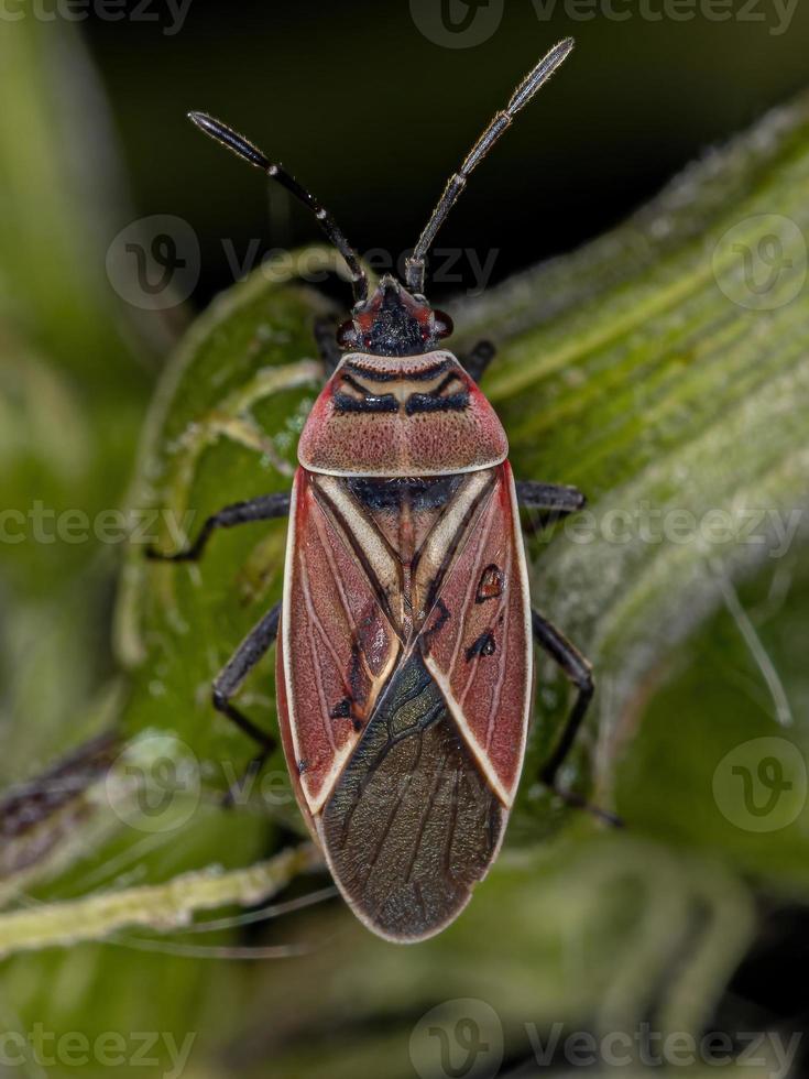 Adult White-crossed Seed Bug photo