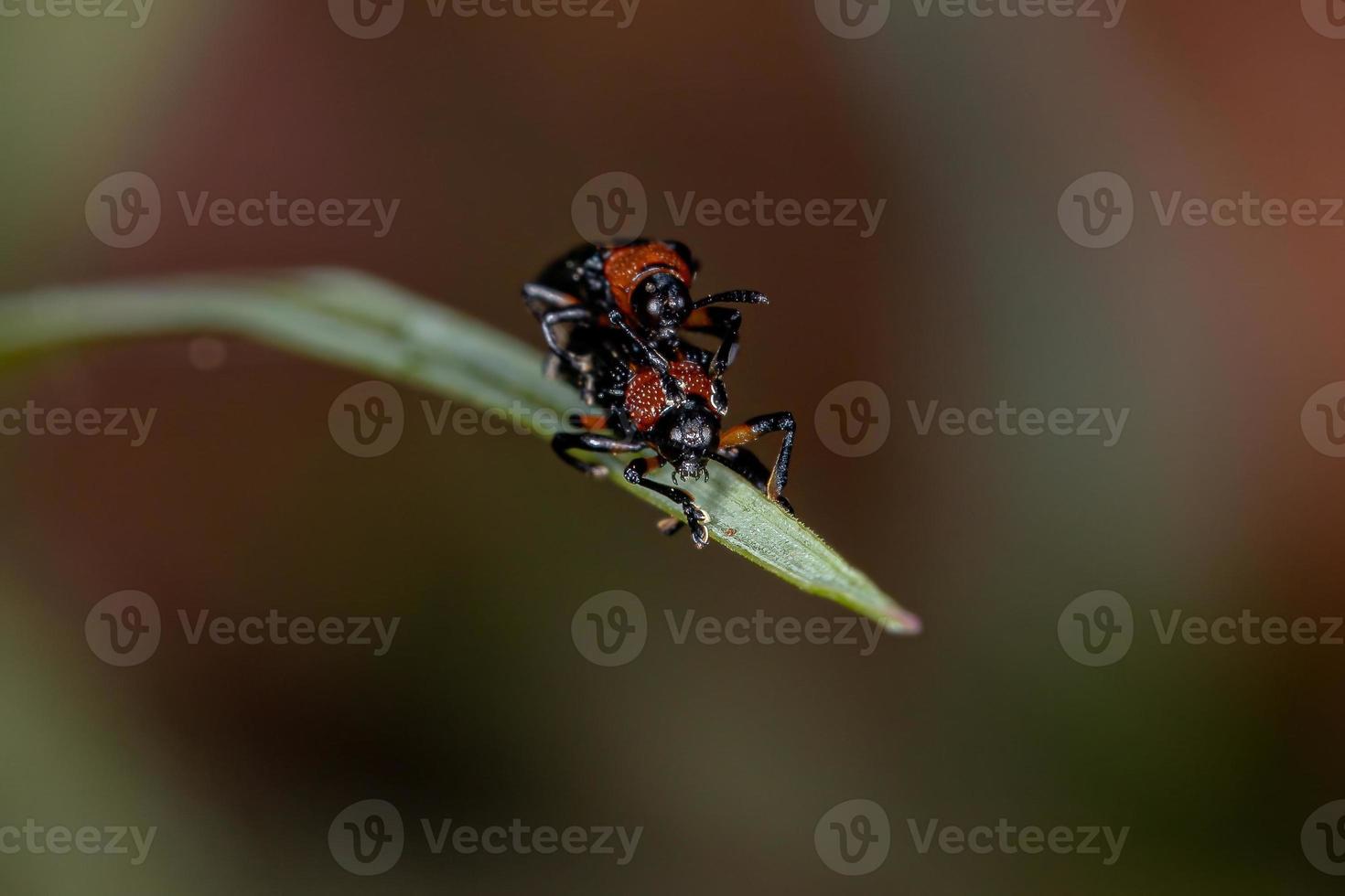 escarabajos hispinos adultos foto