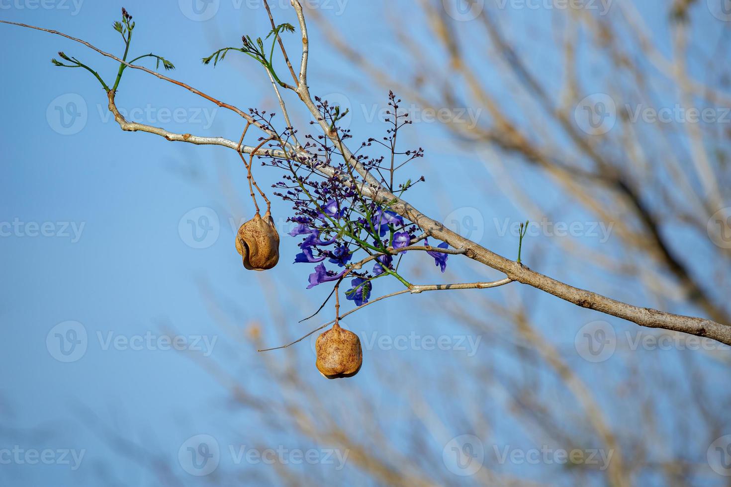 Blue Jacaranda Tree photo