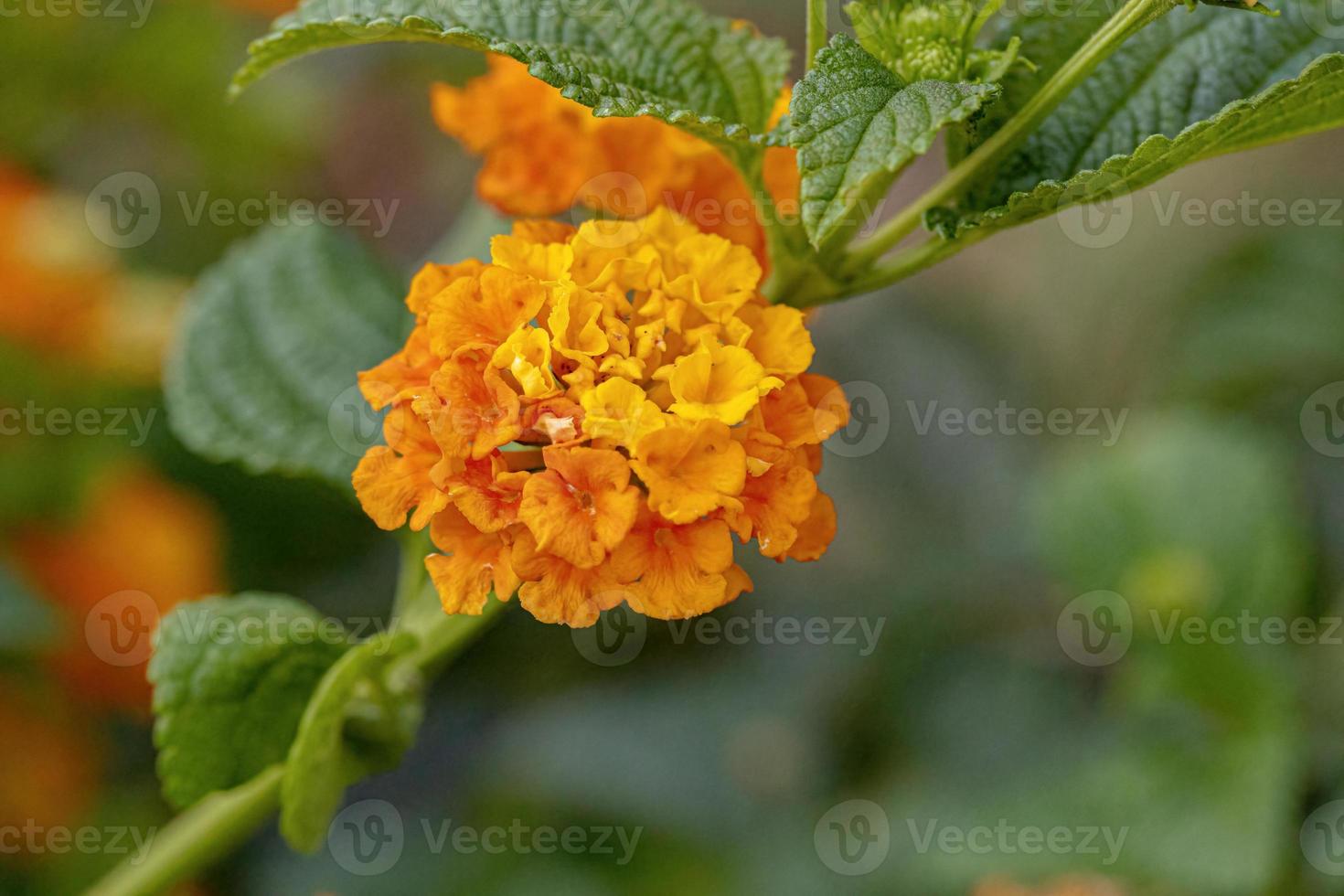 flor de lantana común foto