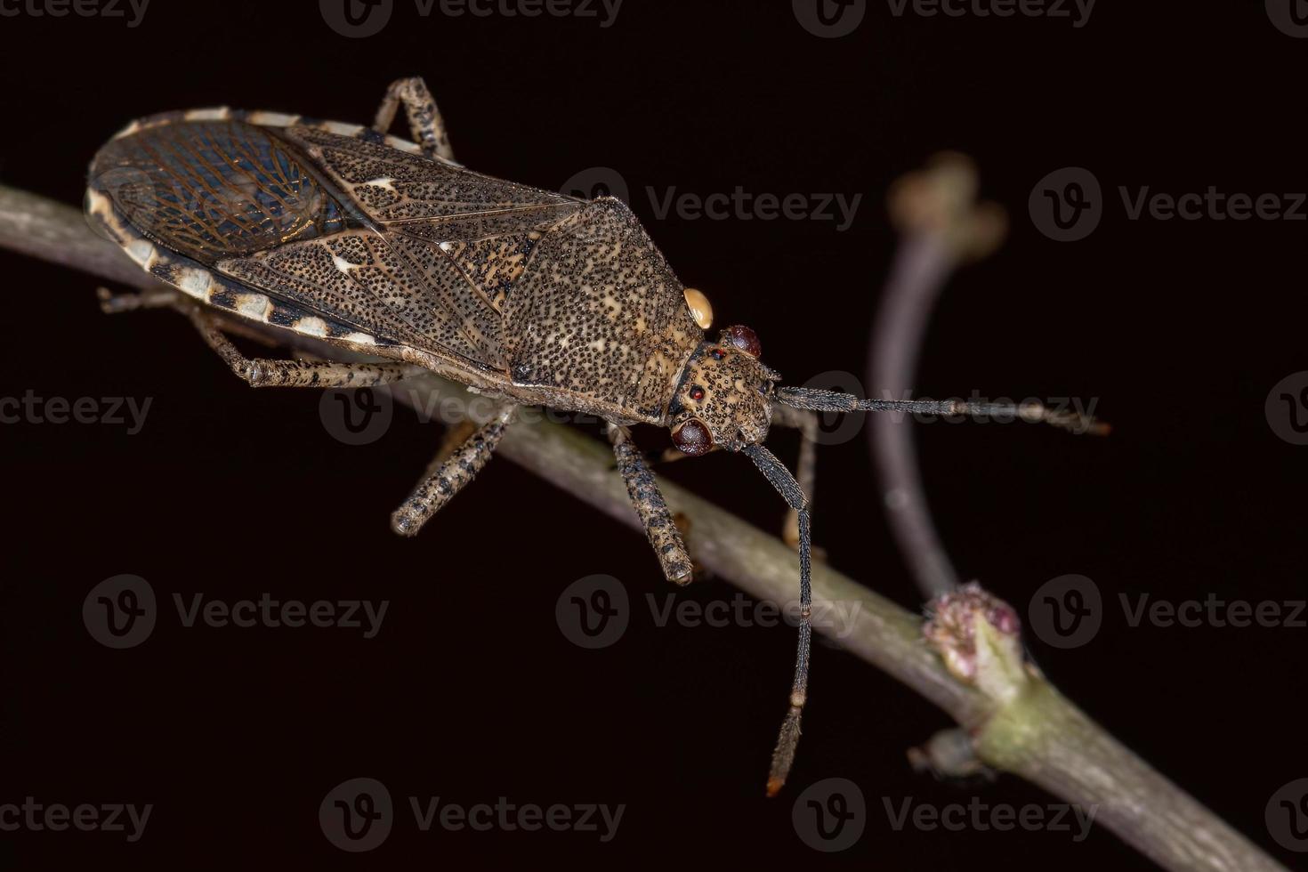 Adult Leaf-footed Bug photo