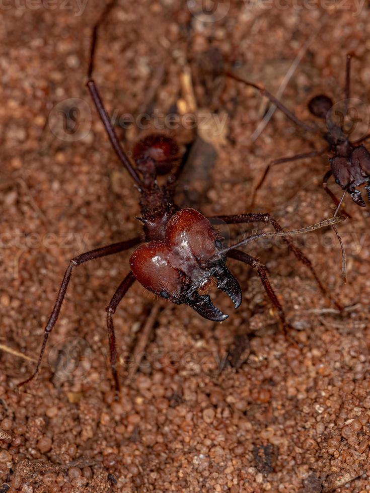 Adult Atta Leaf-cutter Ant photo