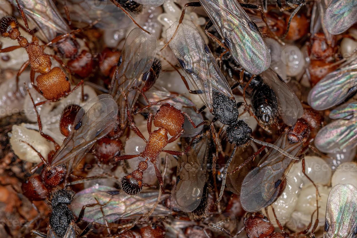 Adult Harvester Ants photo