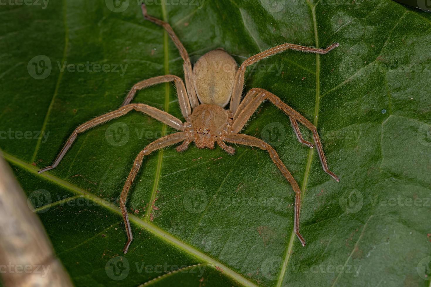 araña cazadora amarilla foto