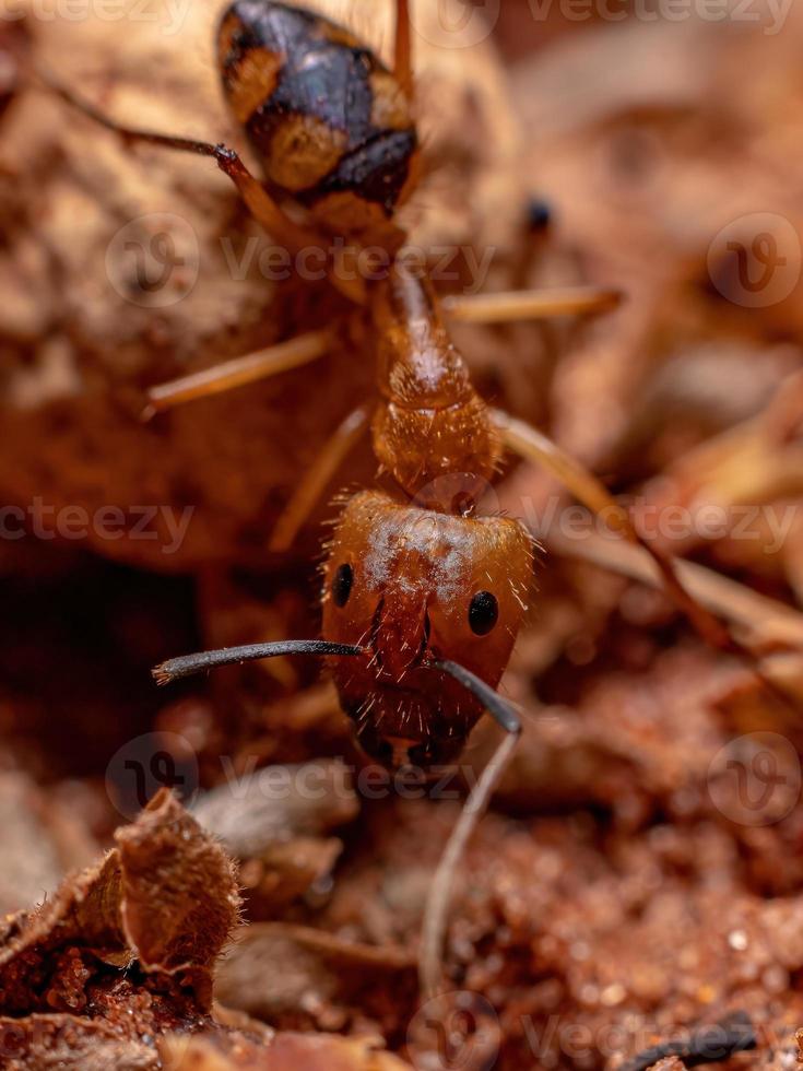 hormiga carpintera hembra adulta foto